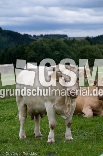 Hausrind (140 von 174).jpg